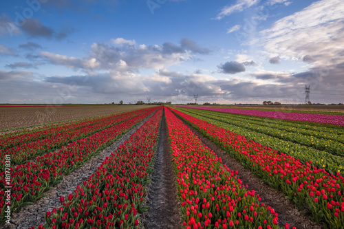 Color of Holland. Tulips fields.