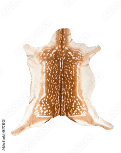 texture of real axis sika deer fur   isolated on white
