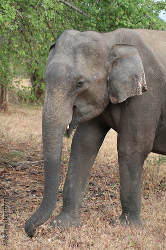 Sri Lankan Elephant © Paul