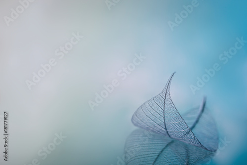 Skeleton leaves on blured background, close up