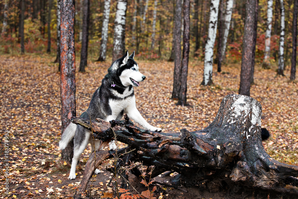 dog breed Siberian Husky  standing on its hind legs at the beautiful tree stump in autumn forest