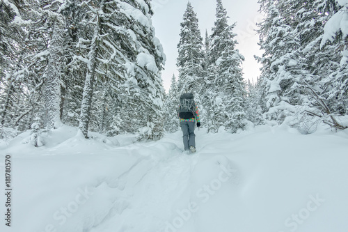 happy tourist girl with a backpack walks in a winter forest among large trees