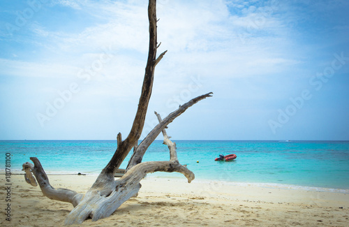 Dead tree on sand beach, krabi Thailand