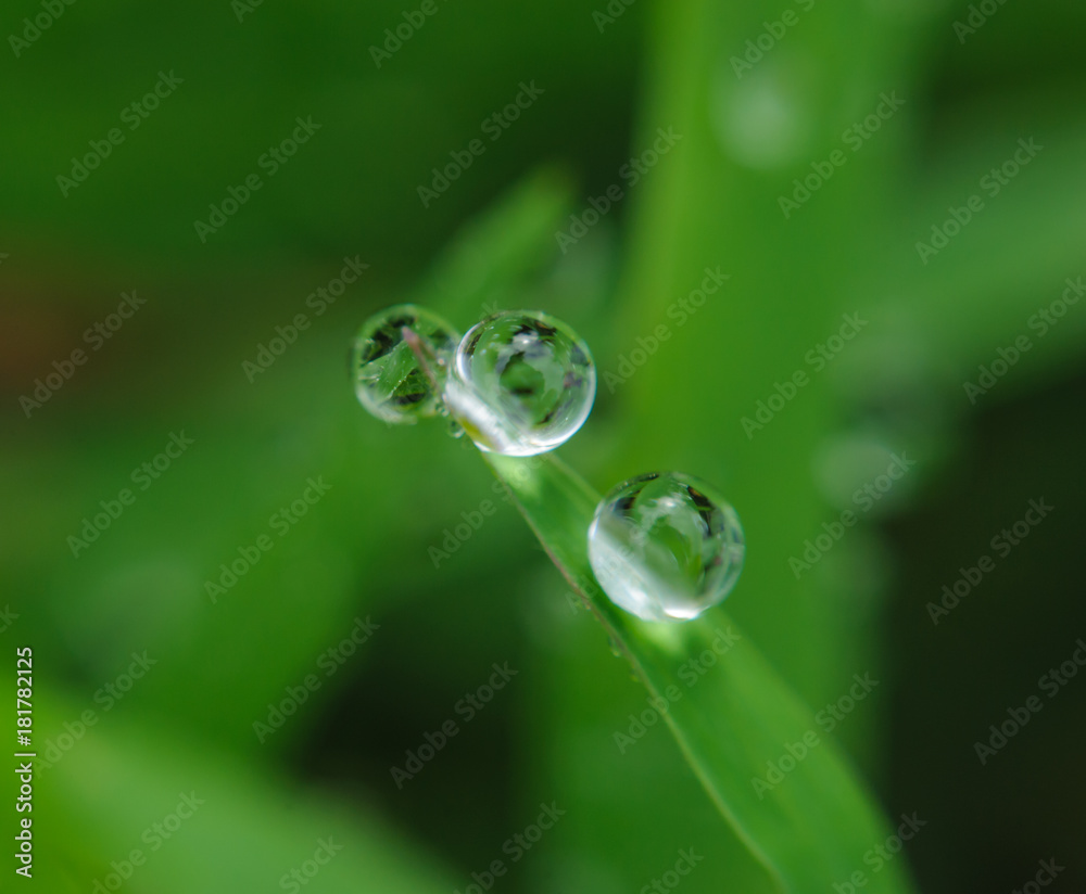purity water drop on green meadow in the morning,nature background purity water drop on green meadow in the morning,nature background