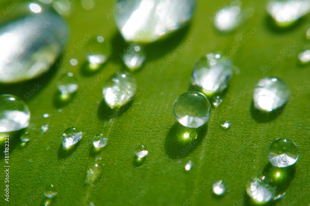 purity water drop on green meadow in the morning,nature background purity water drop on green meadow in the morning,nature background