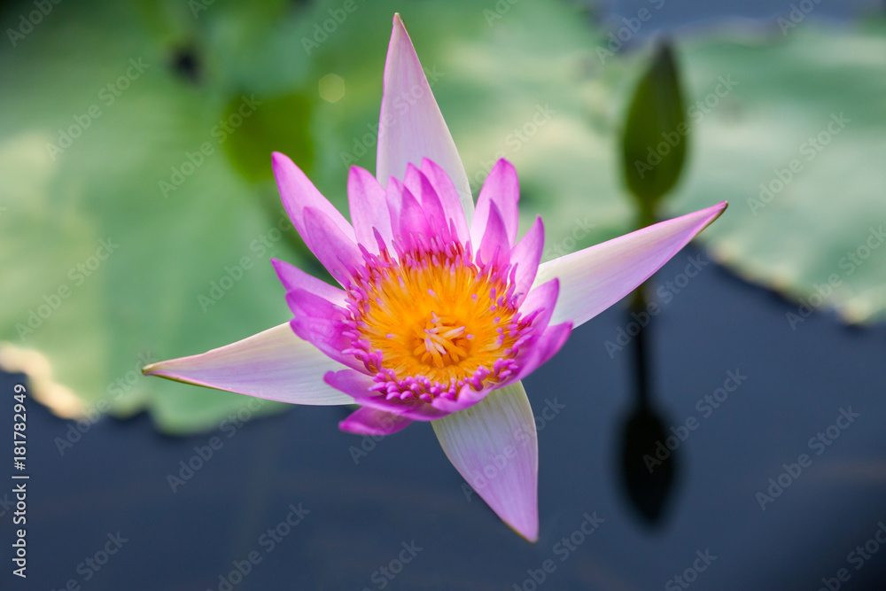 Lotus flower, Beautiful water lily. Lotus flower, Beautiful water lily.
