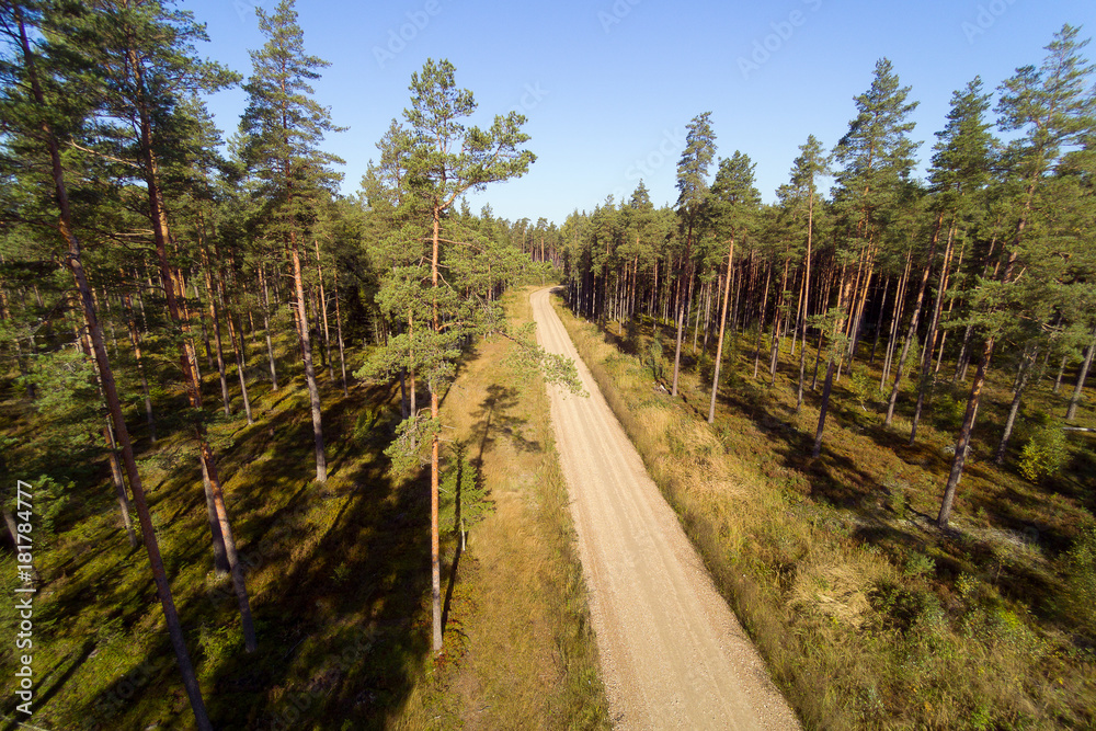 Pines and road in forest. Pines and road in forest.