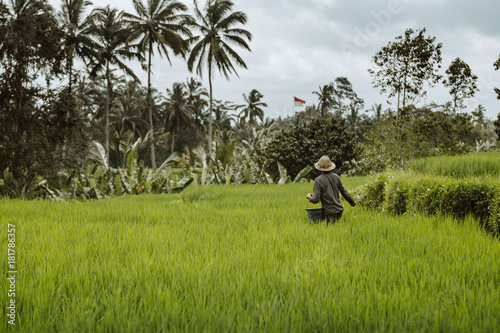 Man is working on green field rice terrace plantation. Bali, Indonesia © Ivan Kurmyshov