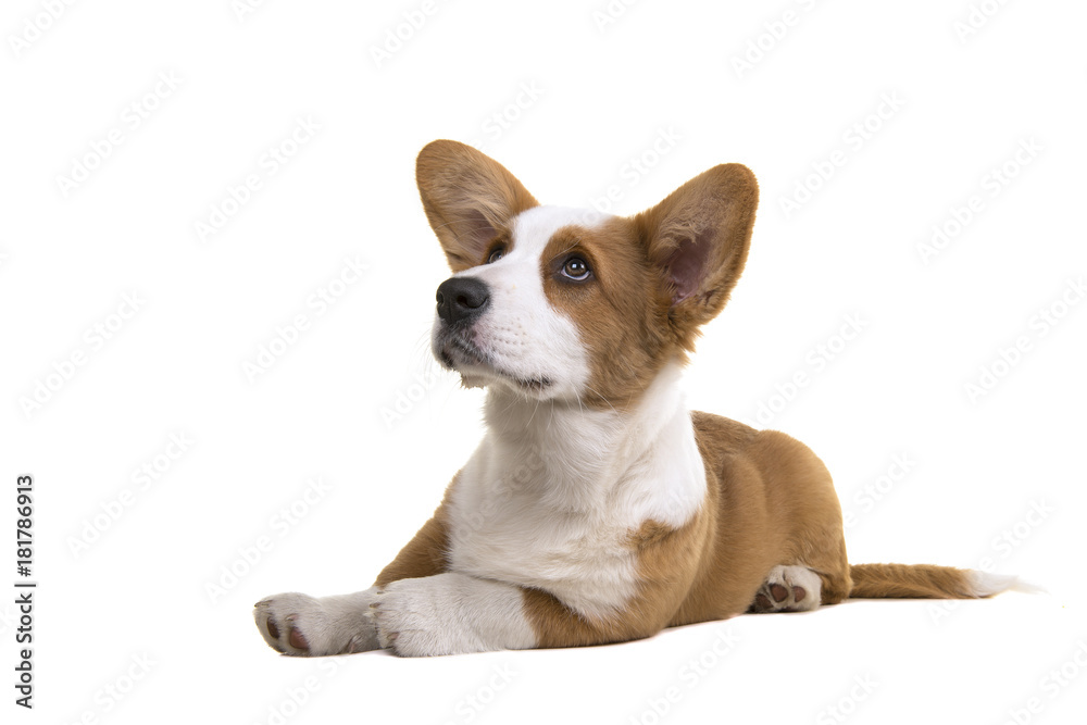 Cute Welsh corgi puppy looking up Cute Welsh corgi puppy looking up