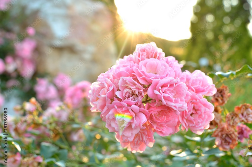 Pink roses in summer garden at the sunset Pink roses in summer garden at the sunset