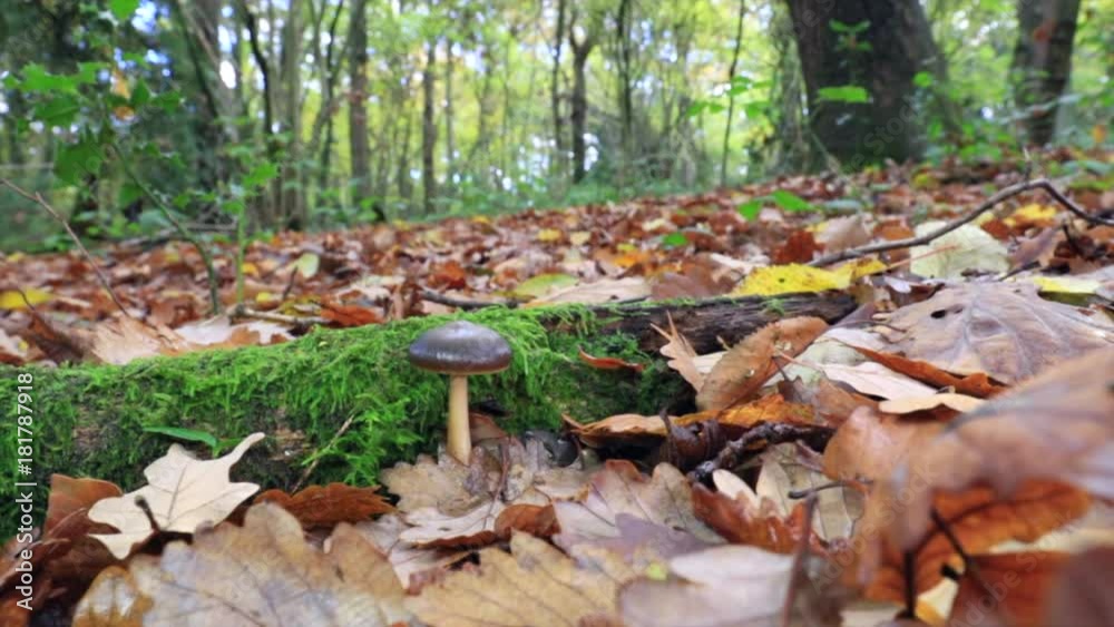 Rhodocollybia butyracea (syn. Collybia butyracea), now commonly known as the Butter Cap Rhodocollybia butyracea (syn. Collybia butyracea), now commonly known as the Butter Cap