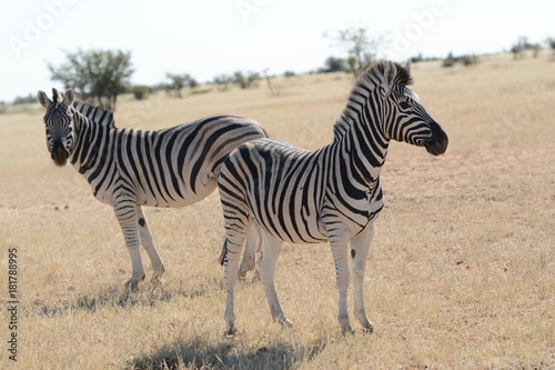 Zebra in Namib Desert