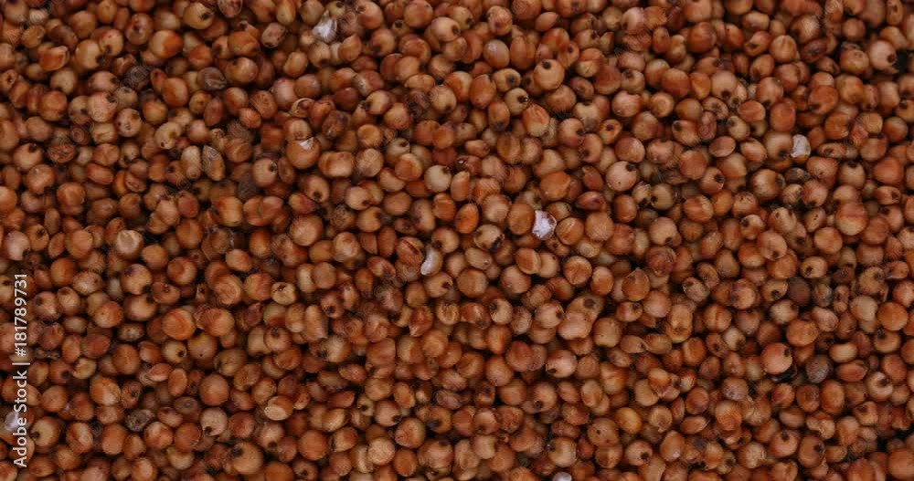 Sorgo seed (Sorghum Moench) Sorgo seed (Sorghum Moench)