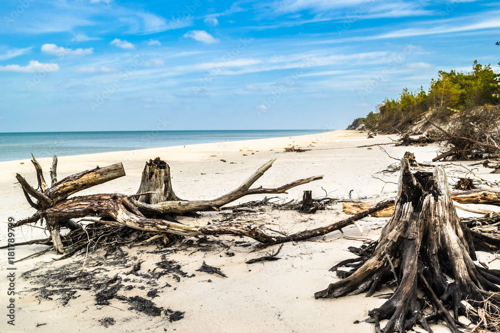 Empty beach. Deserted landscape and fallen tree trunks, natural state of nature, Slowinski National Park, Poland, Baltic Sea