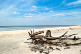 Empty beach. Deserted landscape and fallen tree trunks, natural state of nature, Slowinski National Park, Poland, Baltic Sea