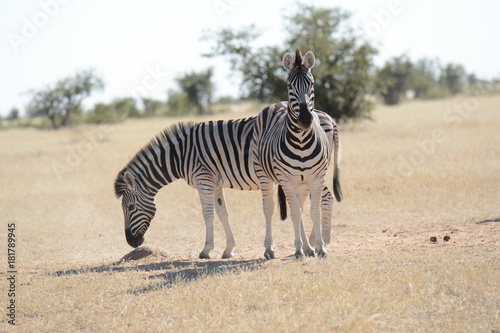 Zebras in Africa