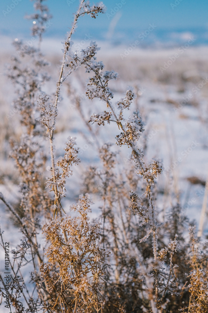 Frozen dry grass in tundra field. The grass is covered by pure white snow flakes. Frost is covering all plants in the area. The harsh of winter and the plant to survive and cold and dry weather. Frozen dry grass in tundra field. The grass is covered by pure white snow flakes. Frost is covering all plants in the area. The harsh of winter and the plant to survive and cold and dry weather.