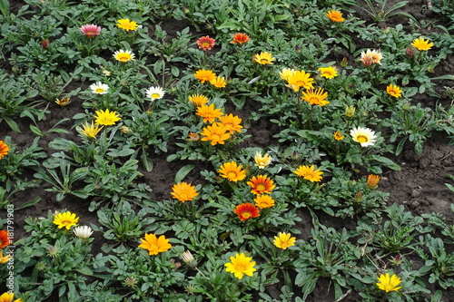 Bright colorful flowers of gazania in summer