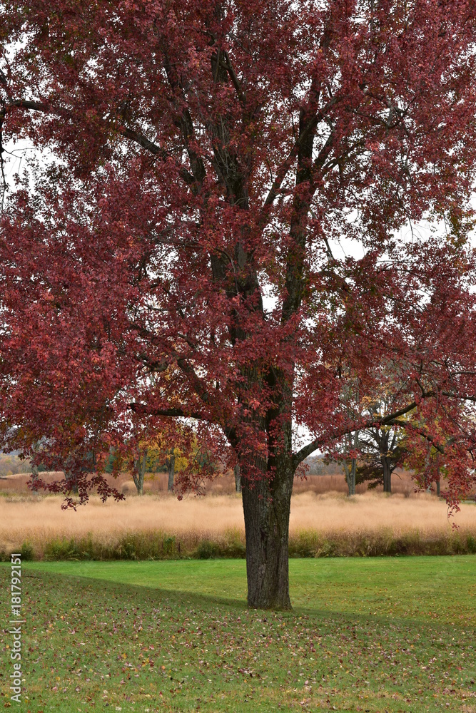 Naklejka premium red in autumn