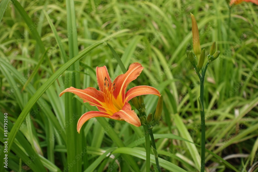 Orange flower and buds of tiger daylily Orange flower and buds of tiger daylily
