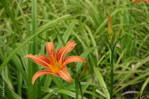 Showy flower and buds of towny day-lily