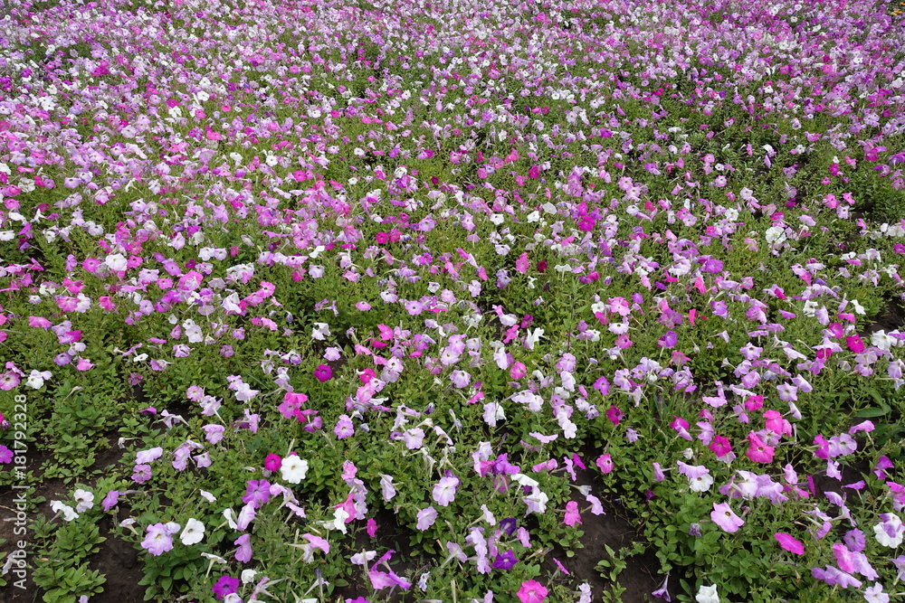 Lots of flowering petunias in the flowerbed Lots of flowering petunias in the flowerbed