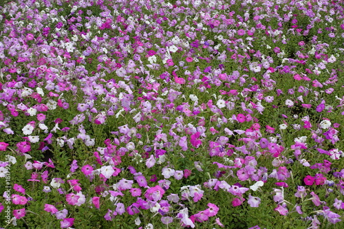 Colorful flowers of petunias in the garden