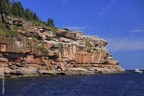 Bonaventure Island and Northern Gannet colony in Gaspesie, Quebec, Canada