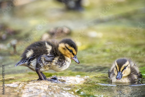 Baby ducks