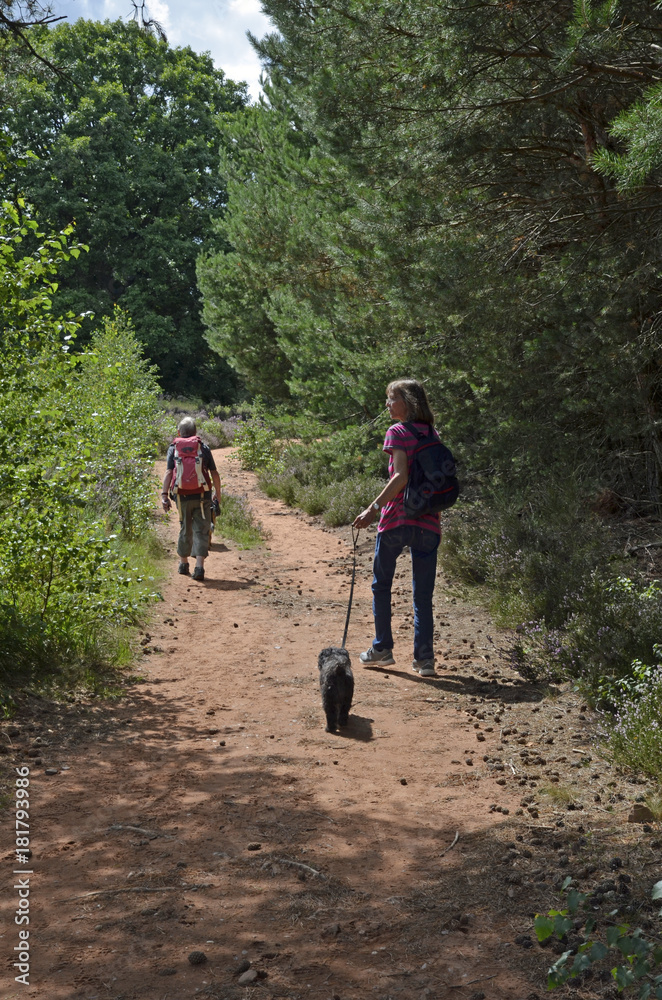 zwei frauen gehen mit hunden in der mehlinger heide
zwei frauen gehen mit hunden in der mehlinger heide