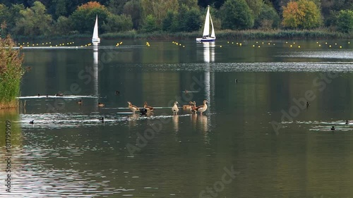 Enten am See mit Segelbooten