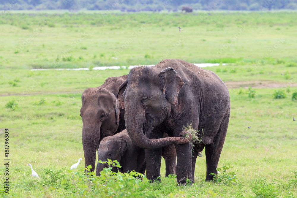 An elephant family with a young baby, eating grass