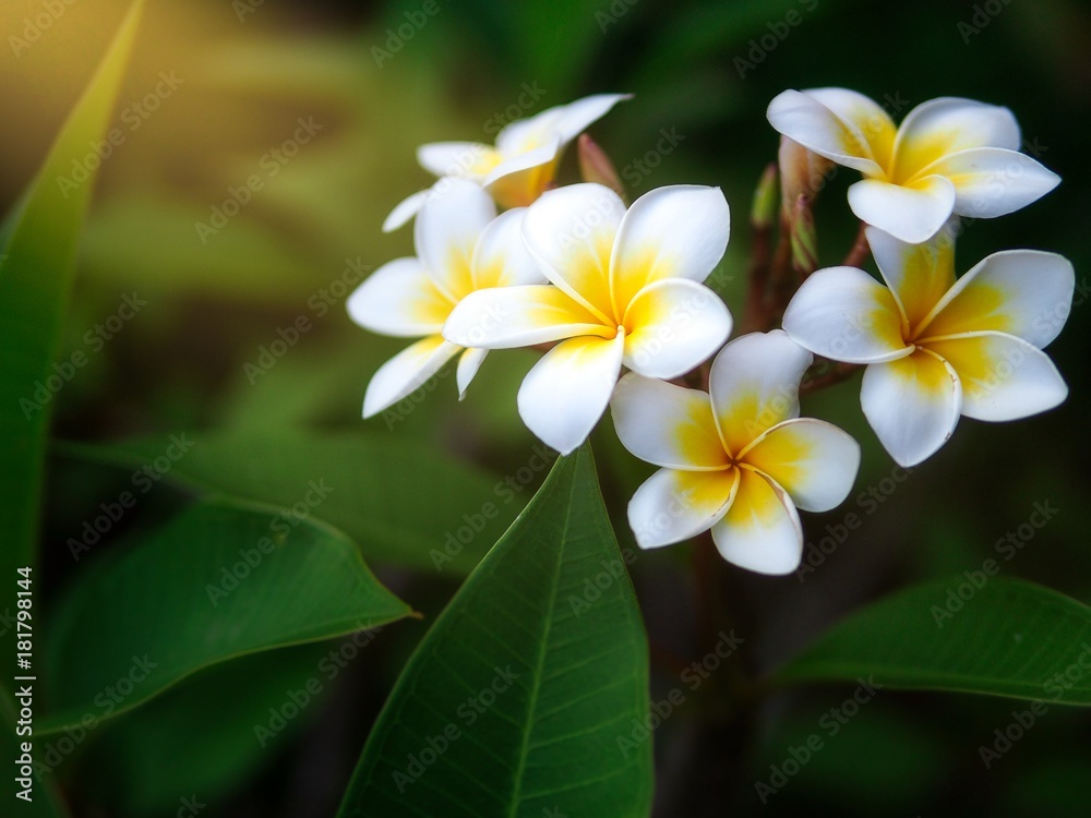 Frangipani flowers with sun ray