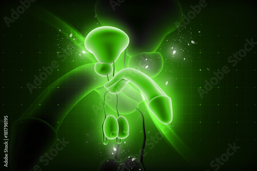 3d rendered penis isolated on color background photo