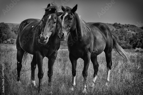 Horses Grazing © Pete