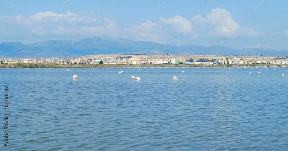 Pink flamingos eating, in front of the city of Cagliari, Sardinia, Italy. Pink flamingos eating, in front of the city of Cagliari, Sardinia, Italy.