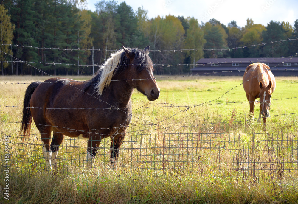 Two horses behind a fence