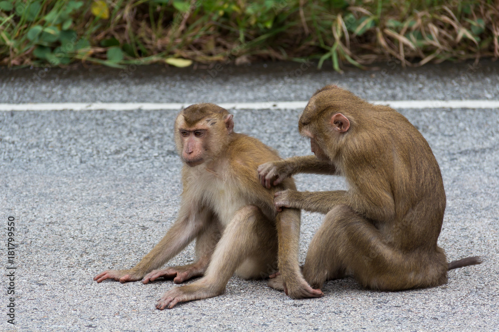 Monkeys in Forest.