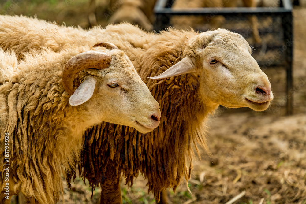 Two Brown sheeps Two Brown sheeps