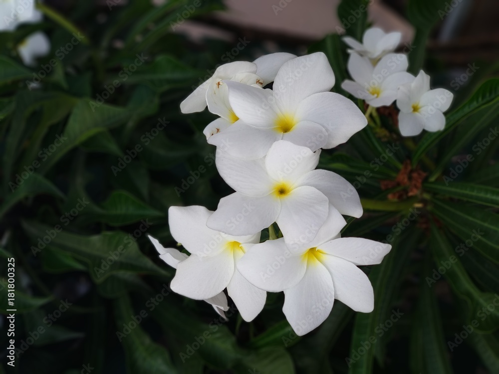 Flowers in bright white colour