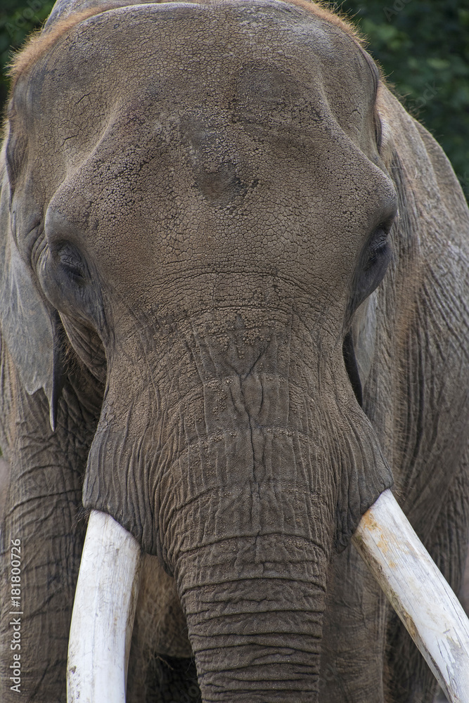Fototapeta premium Close up portrait of African elephant male