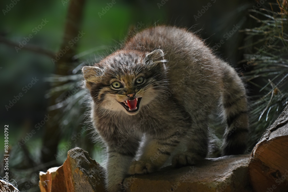 Fototapeta premium Close up portrait of manul kitten hissing