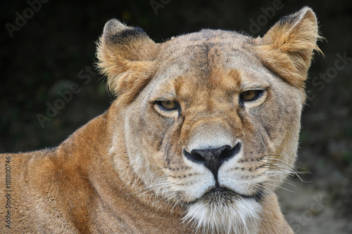 Close up portrait of female African lioness © breakingthewalls