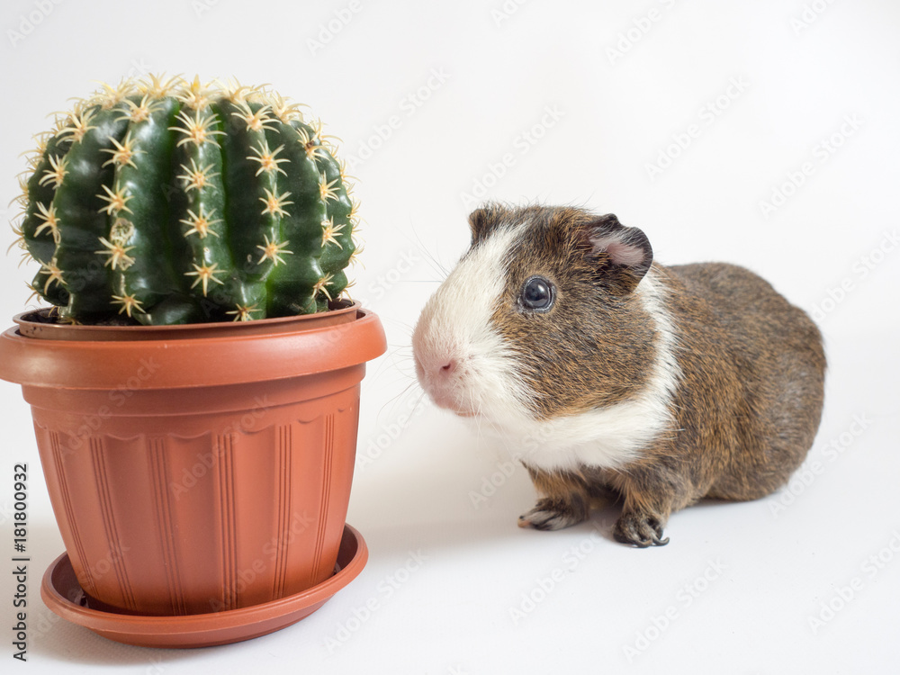 groentje samenzwering spanning cavy, guinea, pig, animal, pet, mammal, white, rodent, cute, small, brown,  hair, grass, sweet, furry, color, hairy, cavia, green, beautiful, nose,  face, hamster, wild, peruvian Stock Photo | Adobe Stock