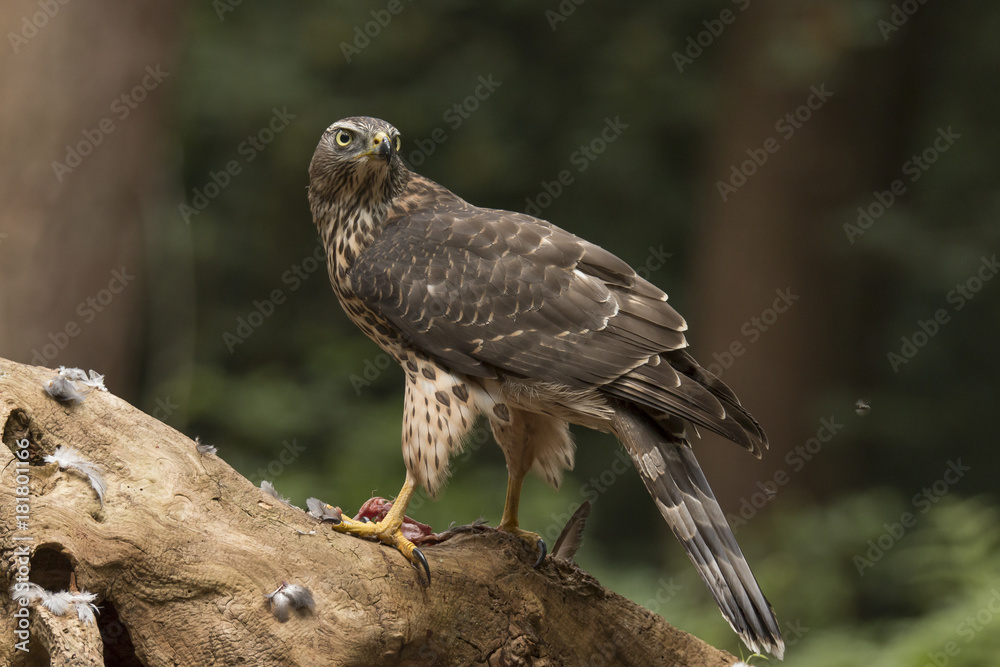Hawk Hawk