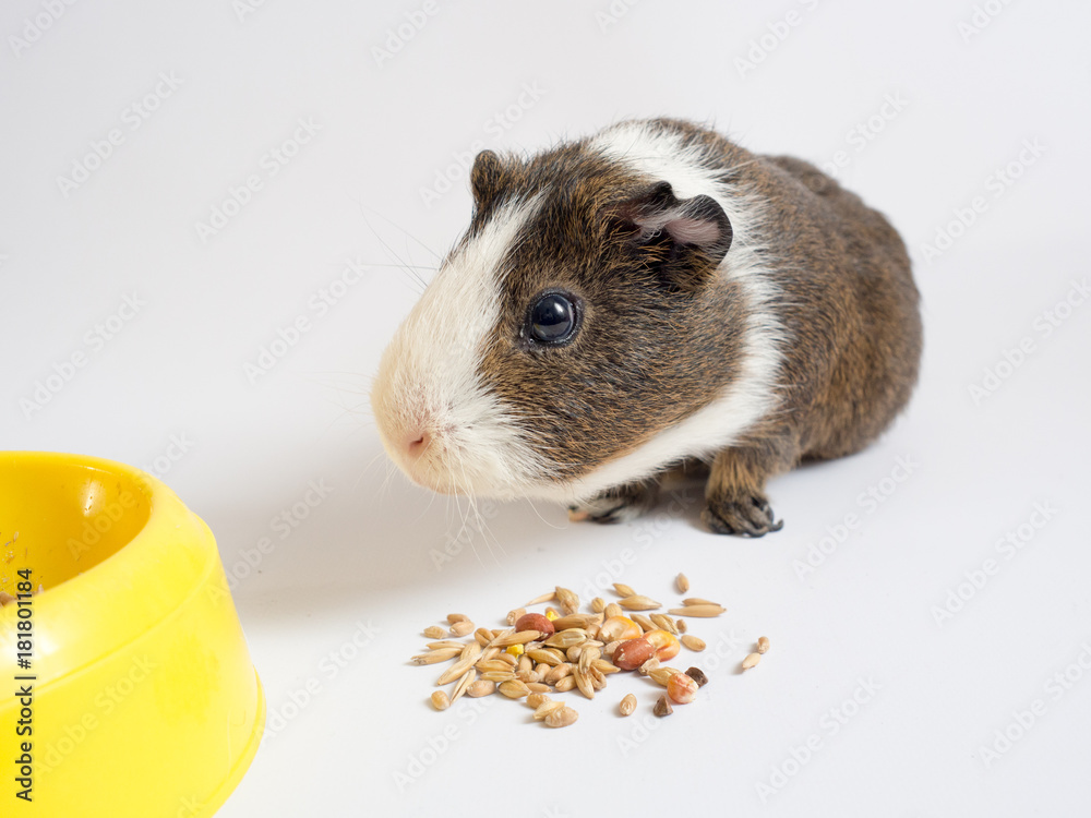 kandidaat overdrijving Arresteren cavy, guinea, pig, animal, pet, mammal, white, rodent, cute, small, brown,  hair, grass, sweet, furry, color, hairy, cavia, green, beautiful, nose,  face, hamster, wild, peruvian Stock Photo | Adobe Stock