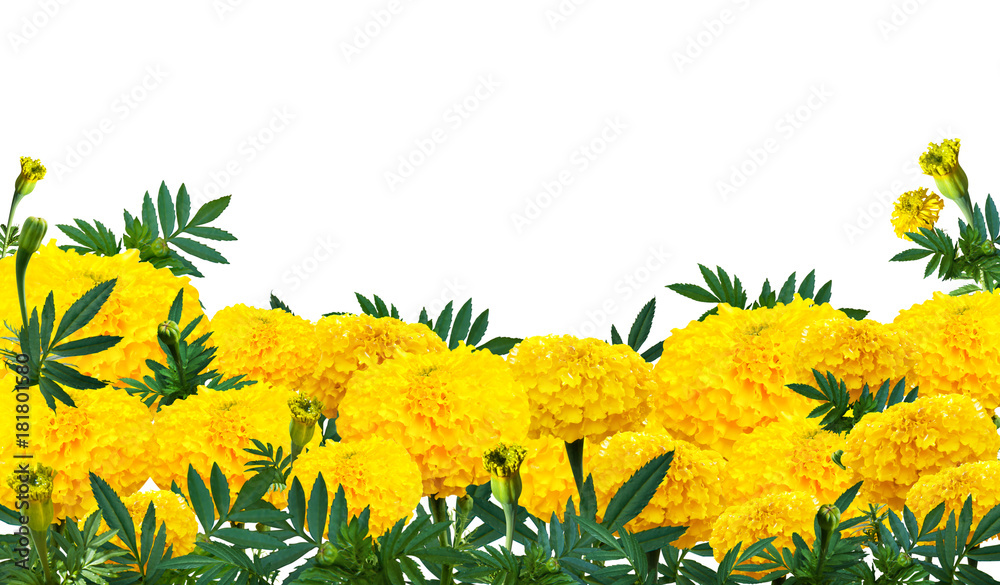 marigold or calendula flowers with green leaf bouquet on white background