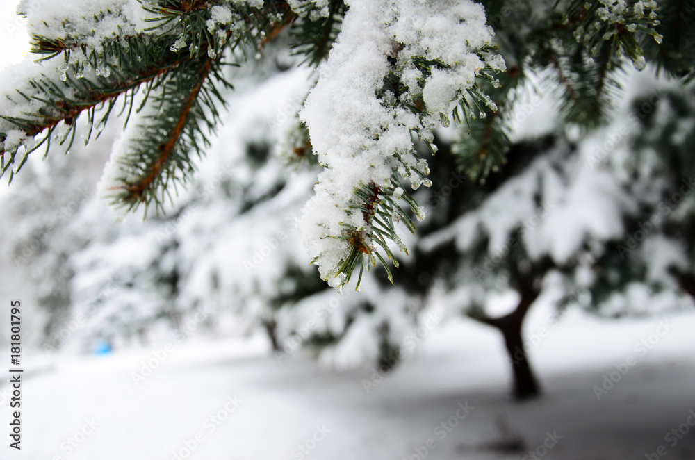 Fir tree needles with thick snow Fir tree needles with thick snow