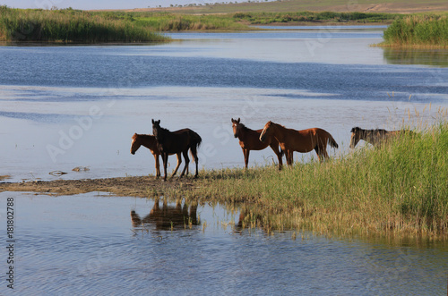 A herd of horses the lake and reeds.