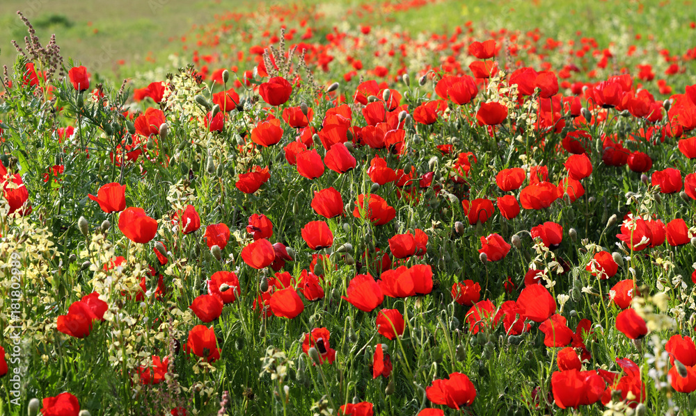 Meadow of red poppies on a wild pitch, soft blur.